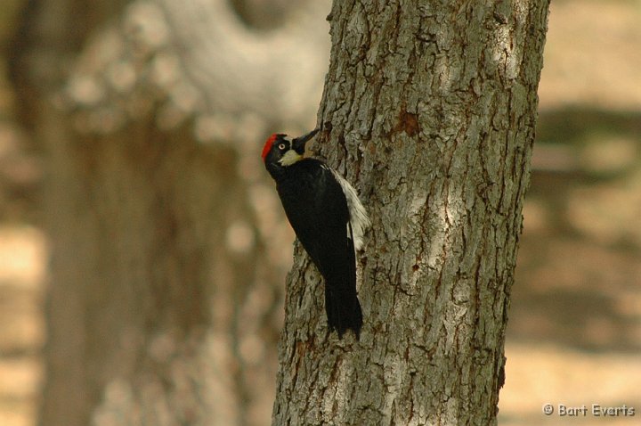 DSC_1853.JPG - Acorn Woodpecker